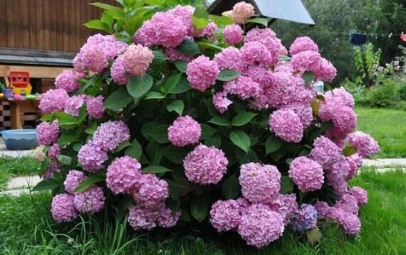 Как укрывать гортензию на зиму в средней полосе