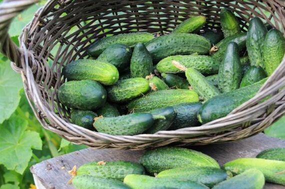 Как выбрать сорт огурцов для посадки — инструкция