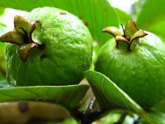 Как выглядит фейхоа: описание экзотического растения