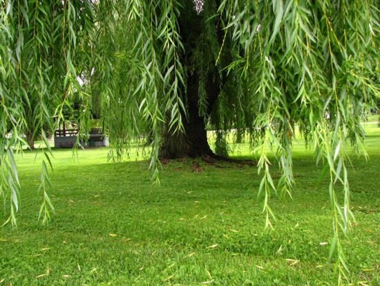 Как выглядит верба весной, летом, зимой, как посадить и вырастить вербу