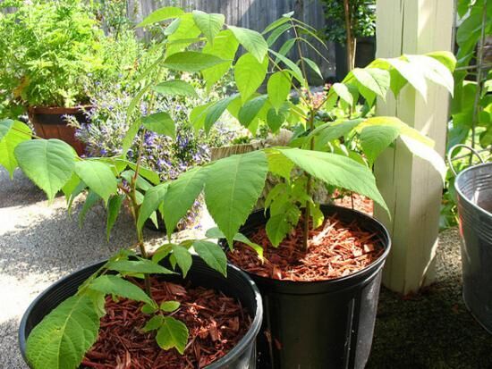 Как выращивать грецкий орех? Разбираемся вместе