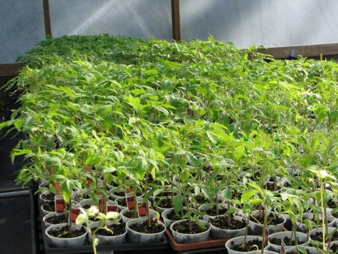 Как выращивать рассаду помидор дома