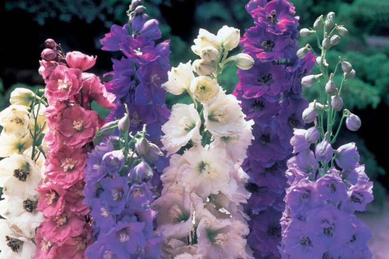 Как вырастить дельфиниумы из семян в домашних условиях