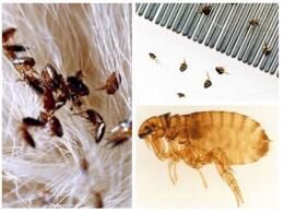 Как вывести блох из дома народными средствами, какие растения помогут избавиться от паразитов