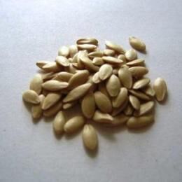 Как замачивать семена огурцов