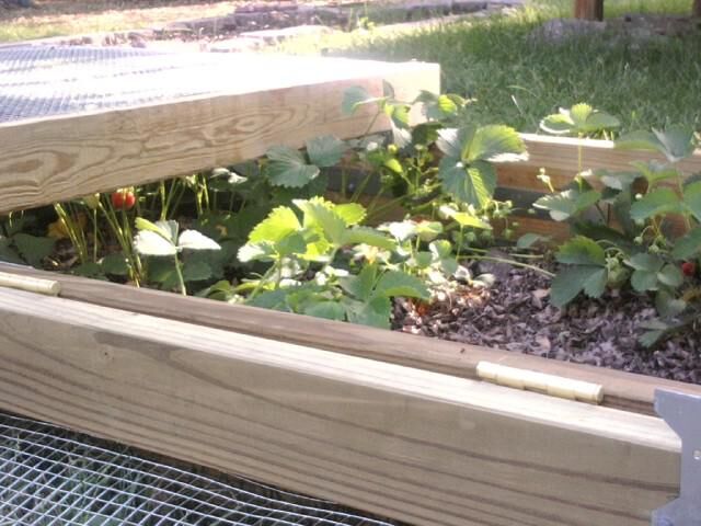 Как защитить клубнику от птиц — грядка с сеткой своими руками