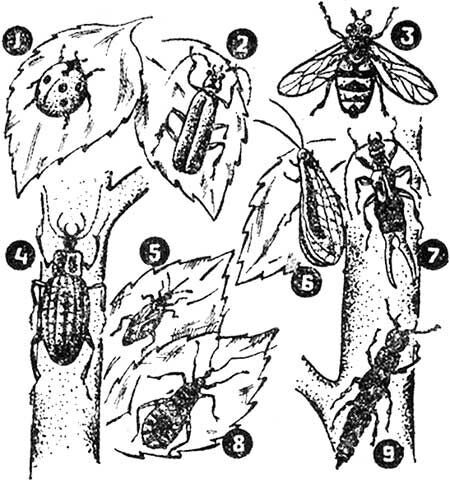 Какие насекомые полезны  в саду, виды