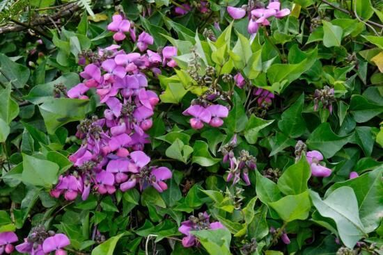 Какие однолетние лианы можно выбрать для своего сада