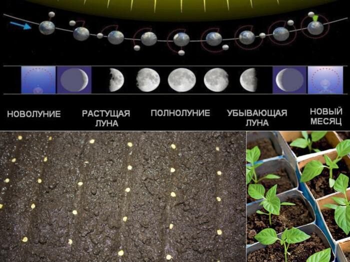 Календарь посадки | Агроном PRO - садоводство и огородничество