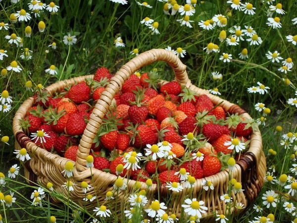 Календарь садовых работ на август