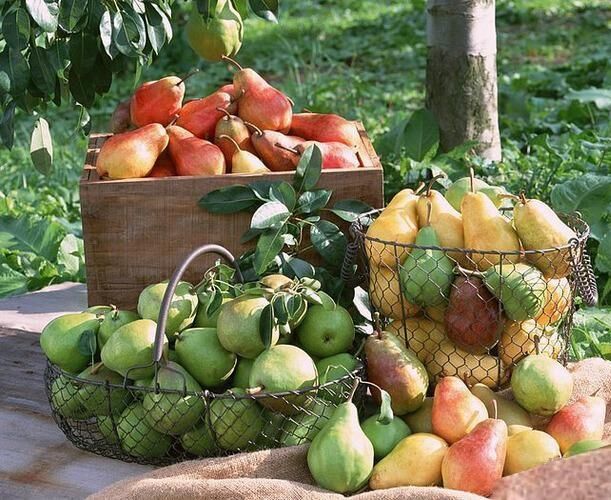 Календарь садовых работ на август