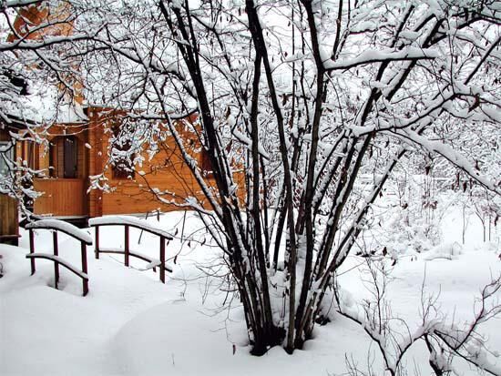 Календарь садовых работ на май