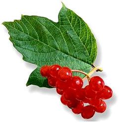 Калина, польза и лечение, что можно приготовить