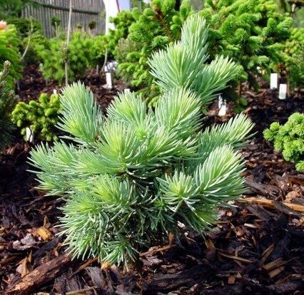 Карликовая сосна в дизайне сада: виды, посадка, уход