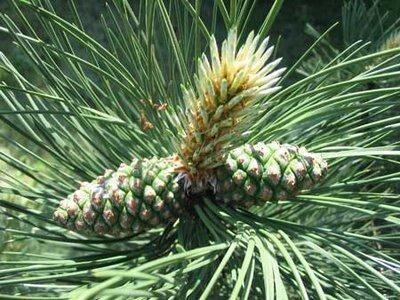 Карликовая сосна в дизайне сада: виды, посадка, уход