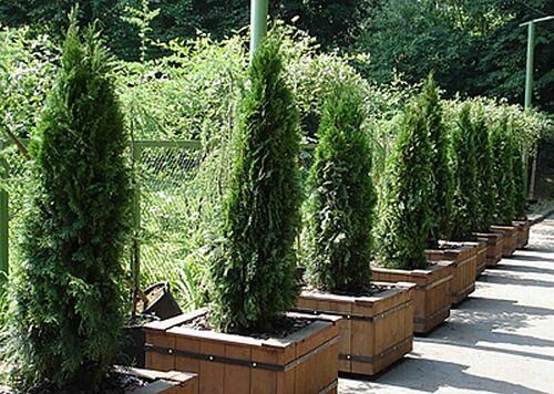 Карликовые хвойники: как выбрать и красиво высадить на участке