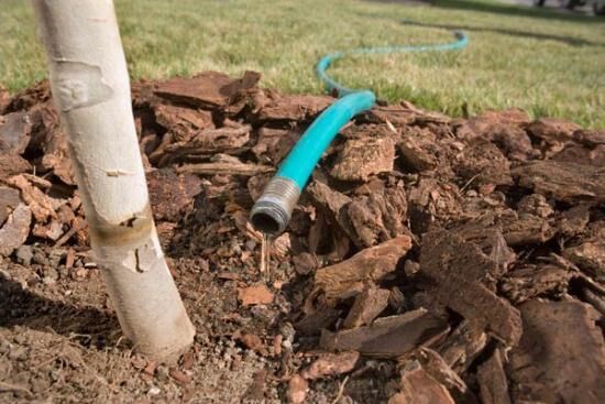 Китайский ясень или как вырастить айлант высочайший