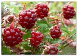 Княженика обыкновенная: ботаническое описание, условия выращивания и размножение