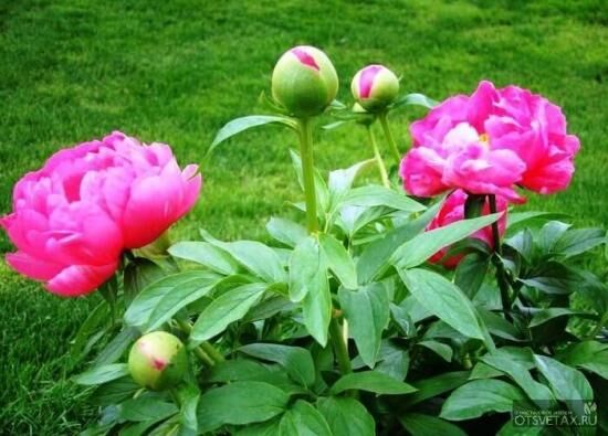 Когда лучше пересаживать пионы, как правильно делить кусты, особенности пересадки