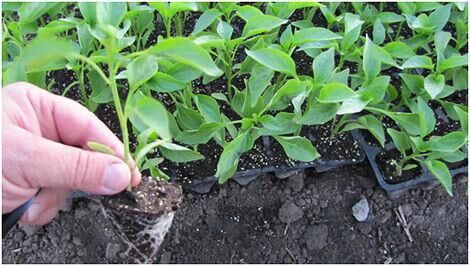 Когда пикировать перец по лунному календарю