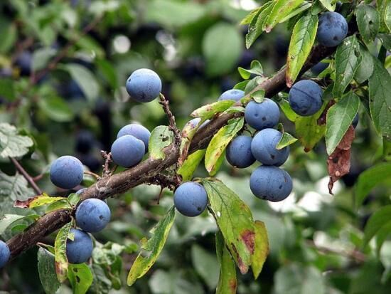 Колючая слива и какая польза от ее плодов