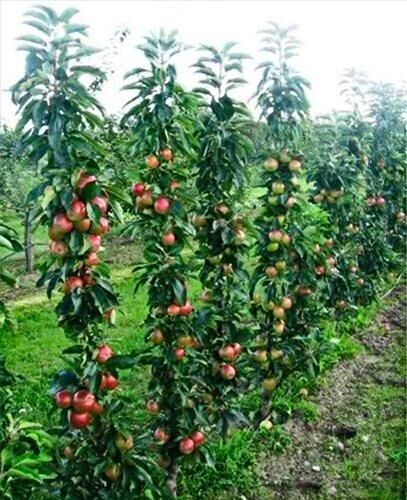 Колоновидные яблони сорта