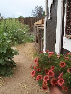 Куры на даче — содержание в клетке — туннеле