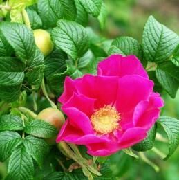 Кустарник шиповник и его выращивание