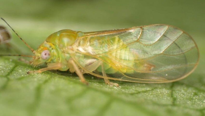 У моркови деформировались, скрутились листья, средства от морковной листоблошки