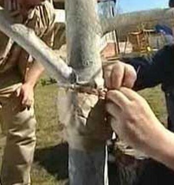 Ловчие пояса на плодовых деревьях своими руками