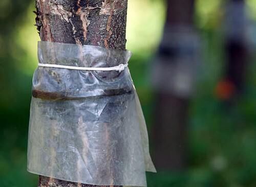 Ловчие пояса на плодовых деревьях своими руками