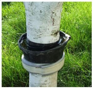 Ловчие пояса на плодовых деревьях своими руками