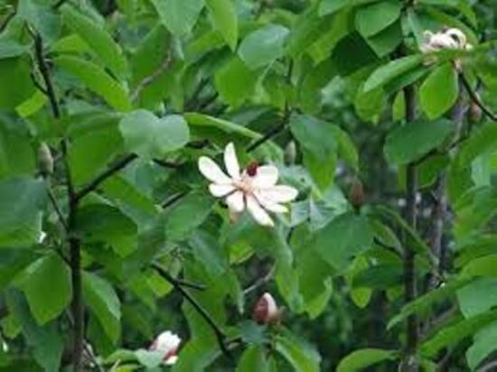 Магнолия обратнояйцевидная, описание, особенности посадки и ухода