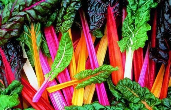 Мангольд — выращивание и уход