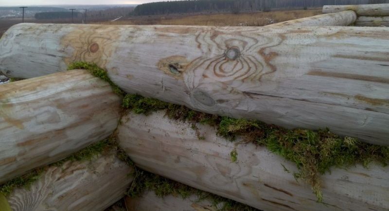 Мох как утеплитель для дома