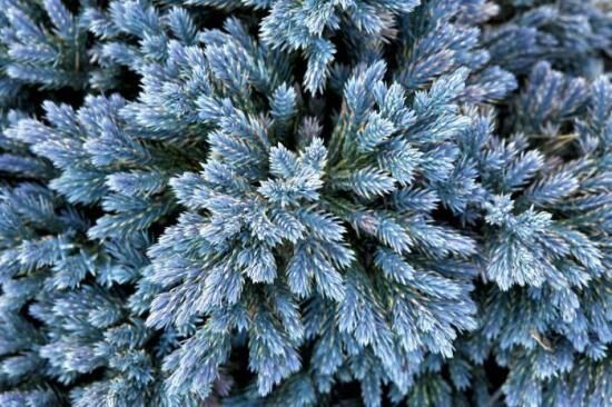 Можжевельник Блю Стар, посадка и уход, применение в ландшафтном дизайне