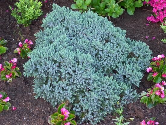 Можжевельник Блю Стар, посадка и уход, применение в ландшафтном дизайне