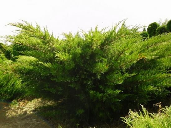 Можжевельник минт джулеп: особенности ухода за растением