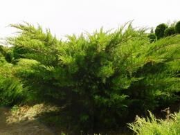 Можжевельник минт джулеп: особенности ухода за растением