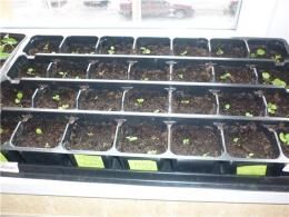 О том, как пикировать петунию