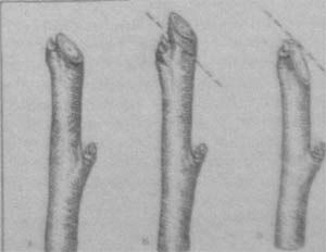 Обрезка и формирование кроны груши