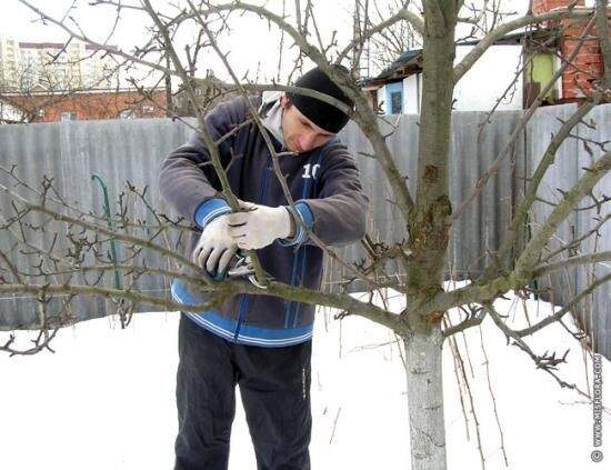 Обрезка яблонь зимой: сроки, инструменты, плюсы и минусы зимней обрезки