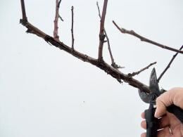 Обрезка яблонь зимой: сроки, инструменты, плюсы и минусы зимней обрезки