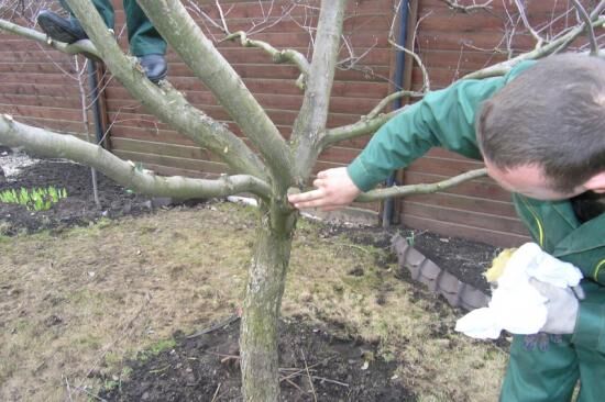 Обрезка яблонь зимой: сроки, инструменты, плюсы и минусы зимней обрезки