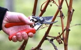 Обрезка винограда весной и правильное формирование куста