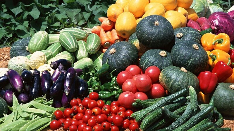 Все о выращивании овощей | Агроном PRO - садоводство и огородничество