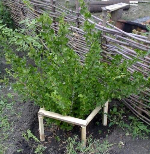 Ограждения для кустарников своими руками