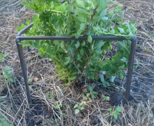 Ограждения для кустарников своими руками