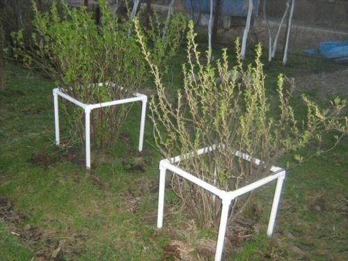 Ограждения для кустарников своими руками