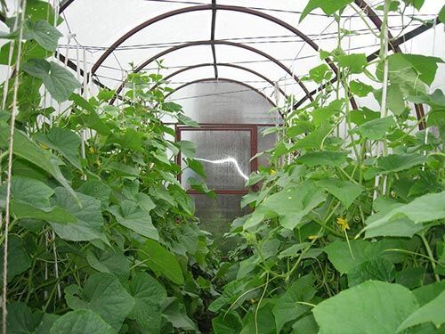 Огурчик к огурчику: как правильно выращивать огурцы